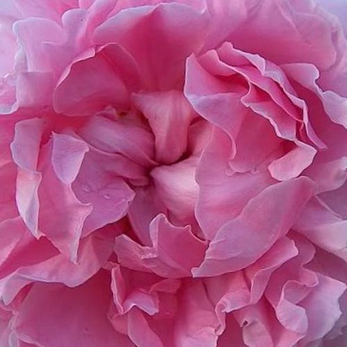 Rosa Ausglisten - mierna vôňa ruží - Stromkové ruže s kvetmi anglických ruží - ružová - David Austinstromková ruža s rovnými stonkami v korune - -
